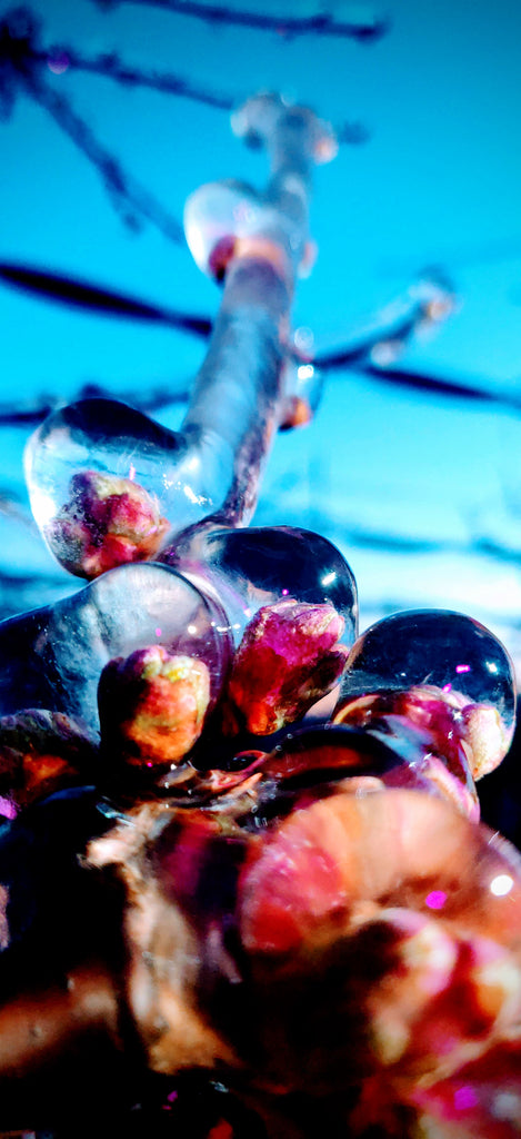 OPG Svemir Demerje Cherries