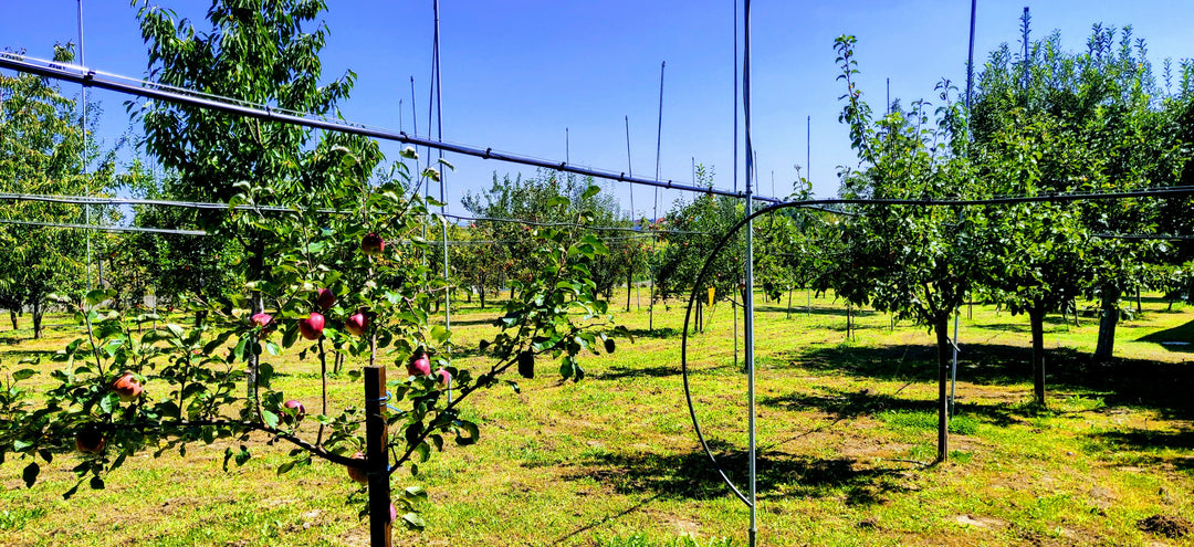 OPG Stjepan Car Vrbovec vườn cây ăn quả