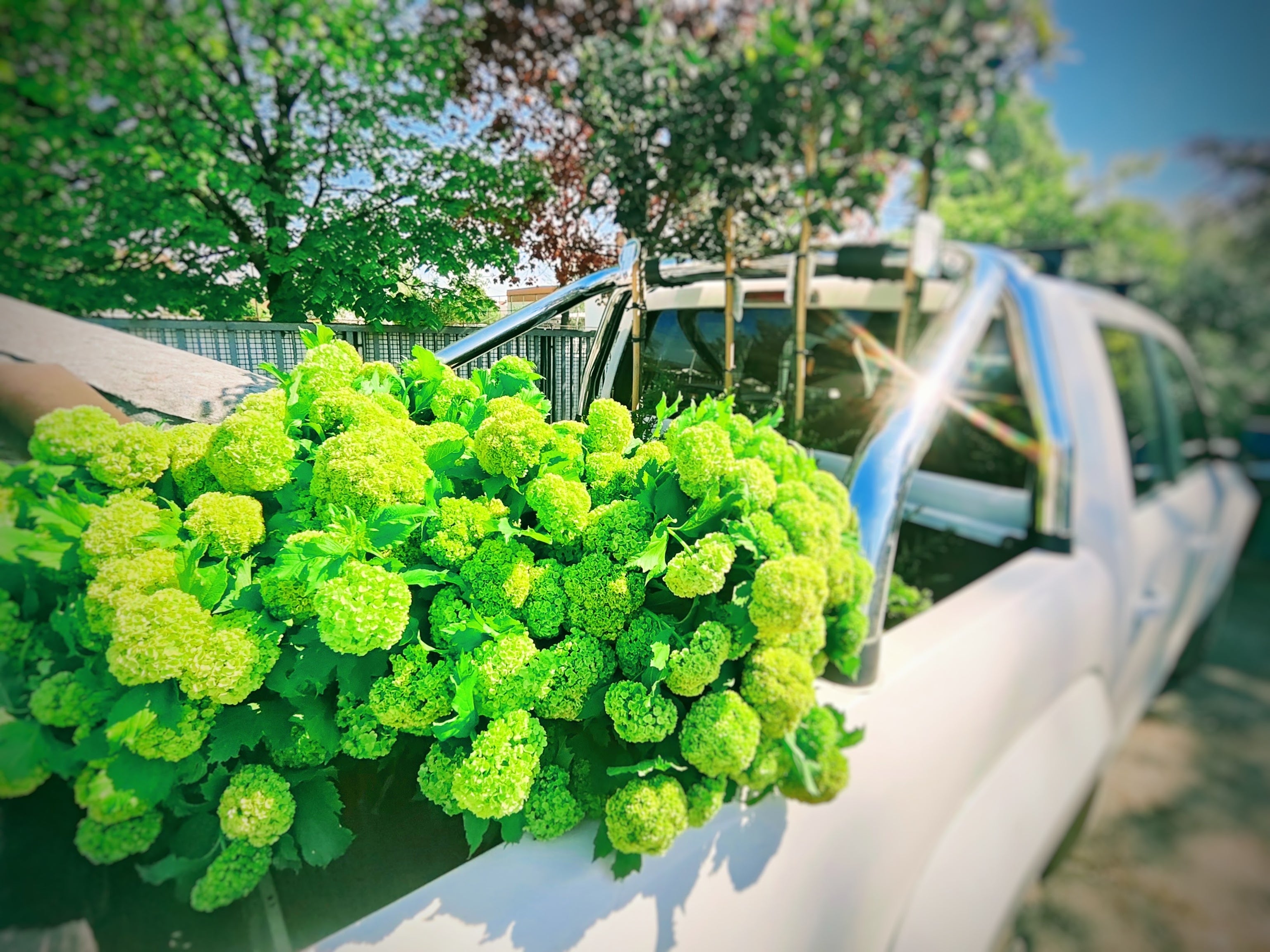 The World's Top Florists Embracing Green Viburnum Cutting Flowers QTECH